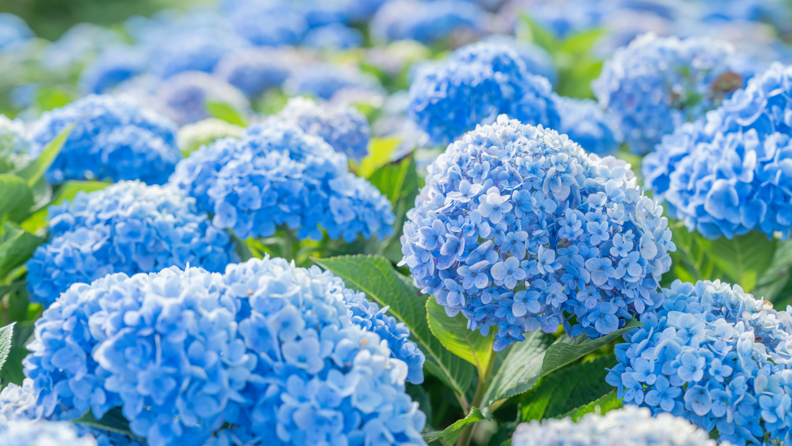 Blue hydrangea blooms