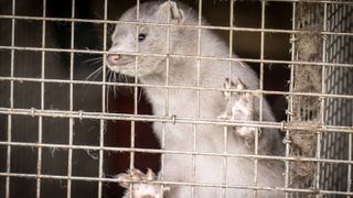 A photo of a mink in a farm in Hjoerring, in North Jutland, Denmark, on October 8, 2020