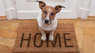 Dog sat inside house on mat by door that says 'home'