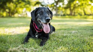 Senior dog on lawn outside