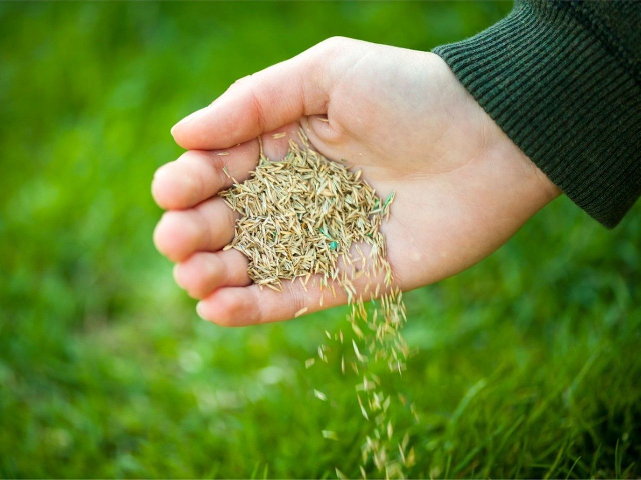 A had pouring grass seed onto a green lawn