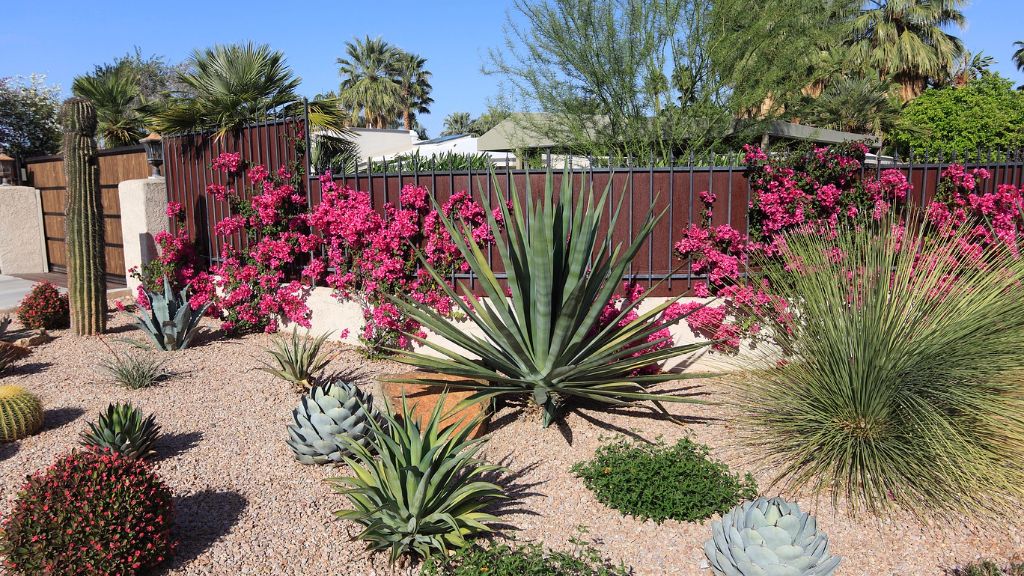 A xeriscape garden