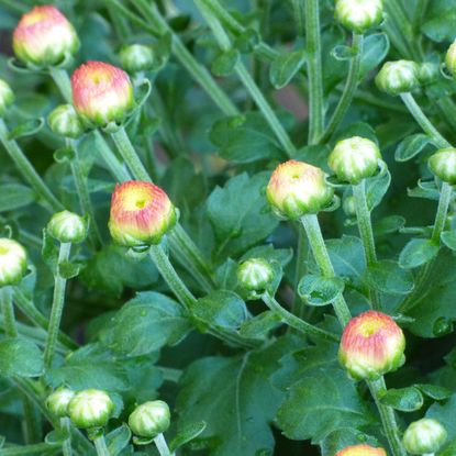 Blooming Chrysanthemum Flowers