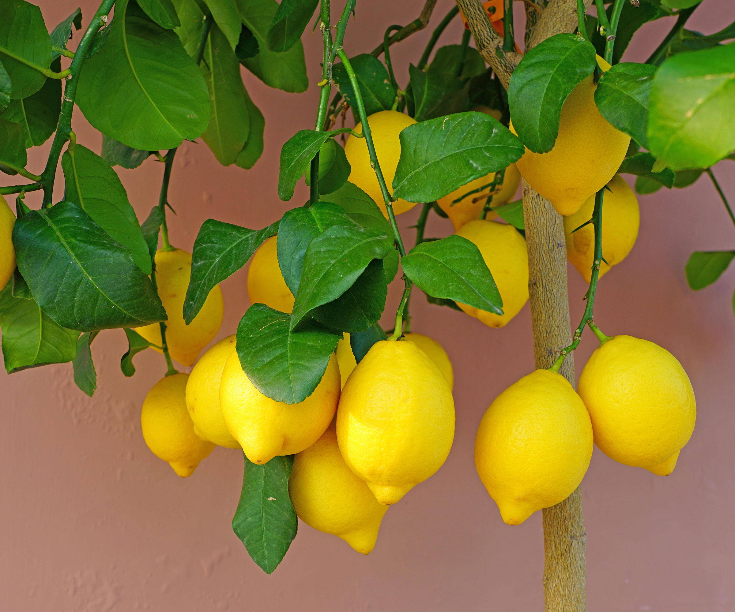 lemon tree growing in a pot