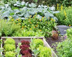 Vegetable plot with variety of crops and watering can