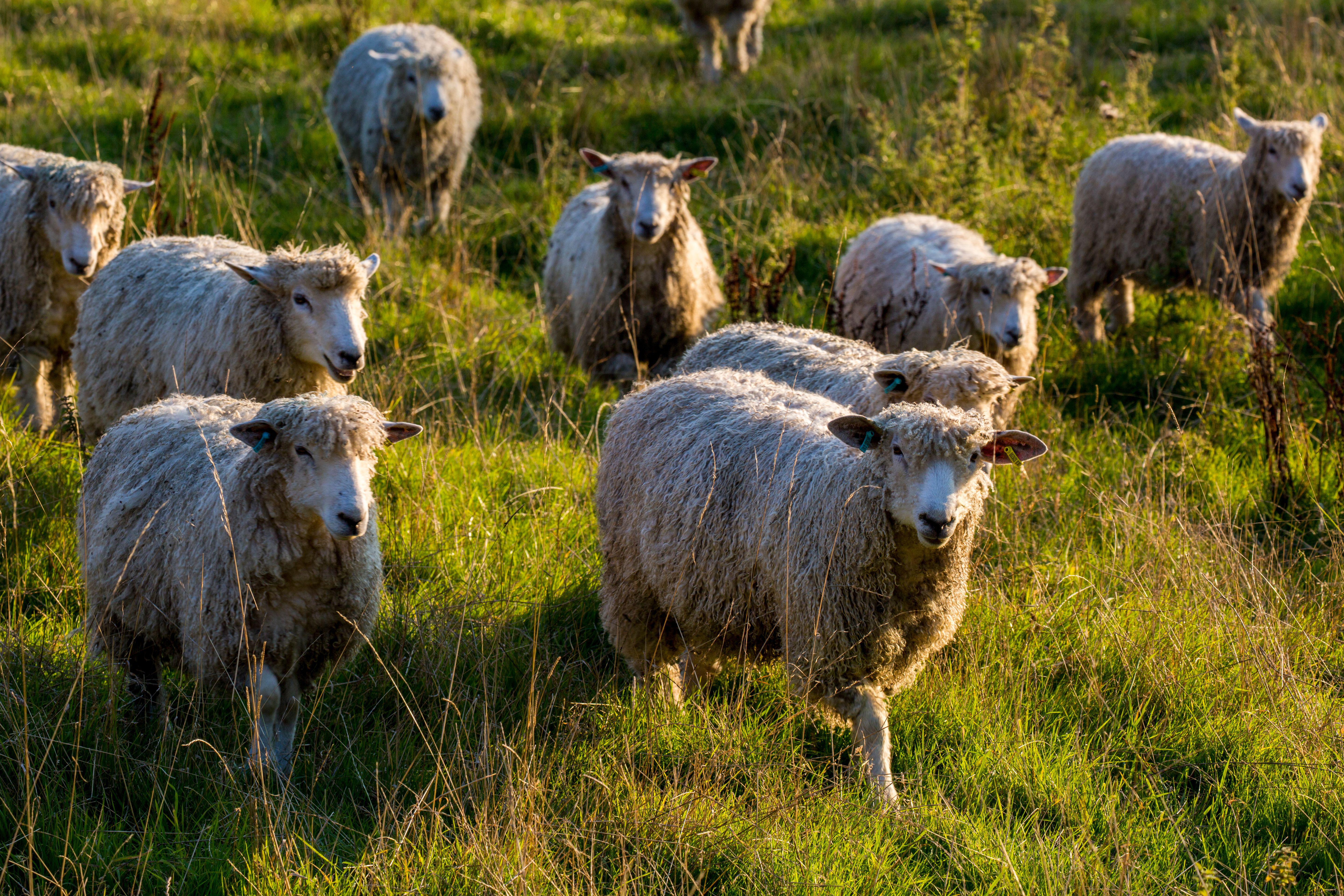 Flock of Cotswold Lions, a rare breed of sheep