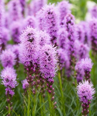 Liatris spicata in bloom with purple flowers