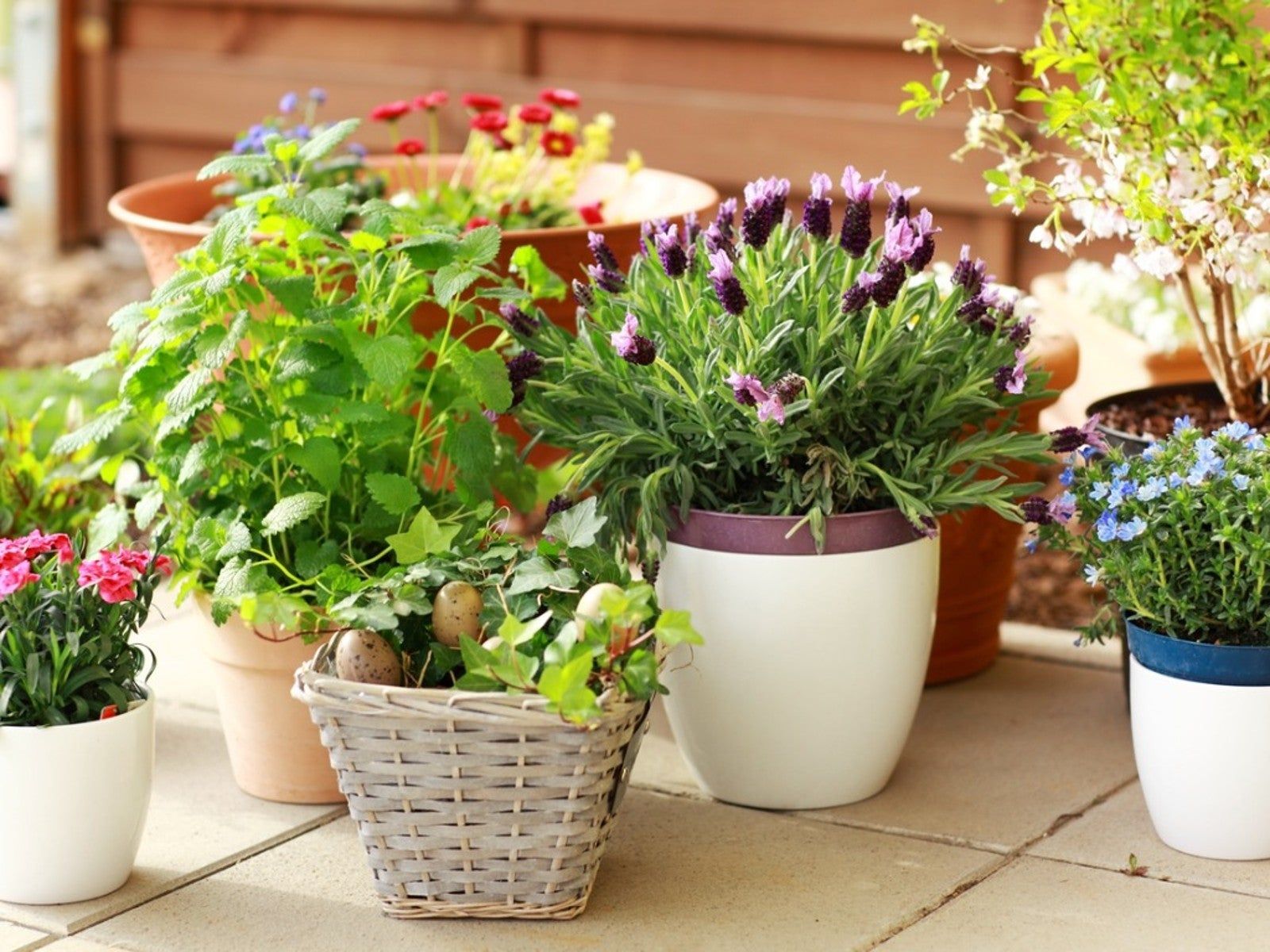 Fragrant Container Plants To Grow On Your Patio Gardening Know How