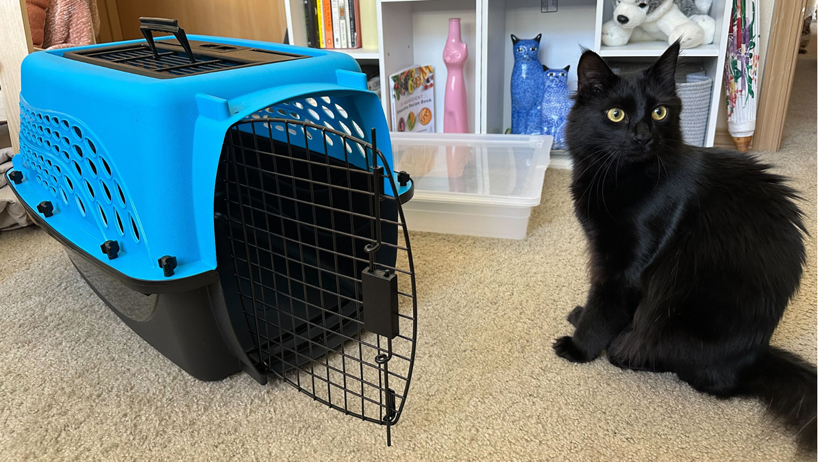 Allie's cat sitting next to the Frisco Two Door Top Load Plastic Dog &amp; Cat Kennel, one of the best cat carriers
