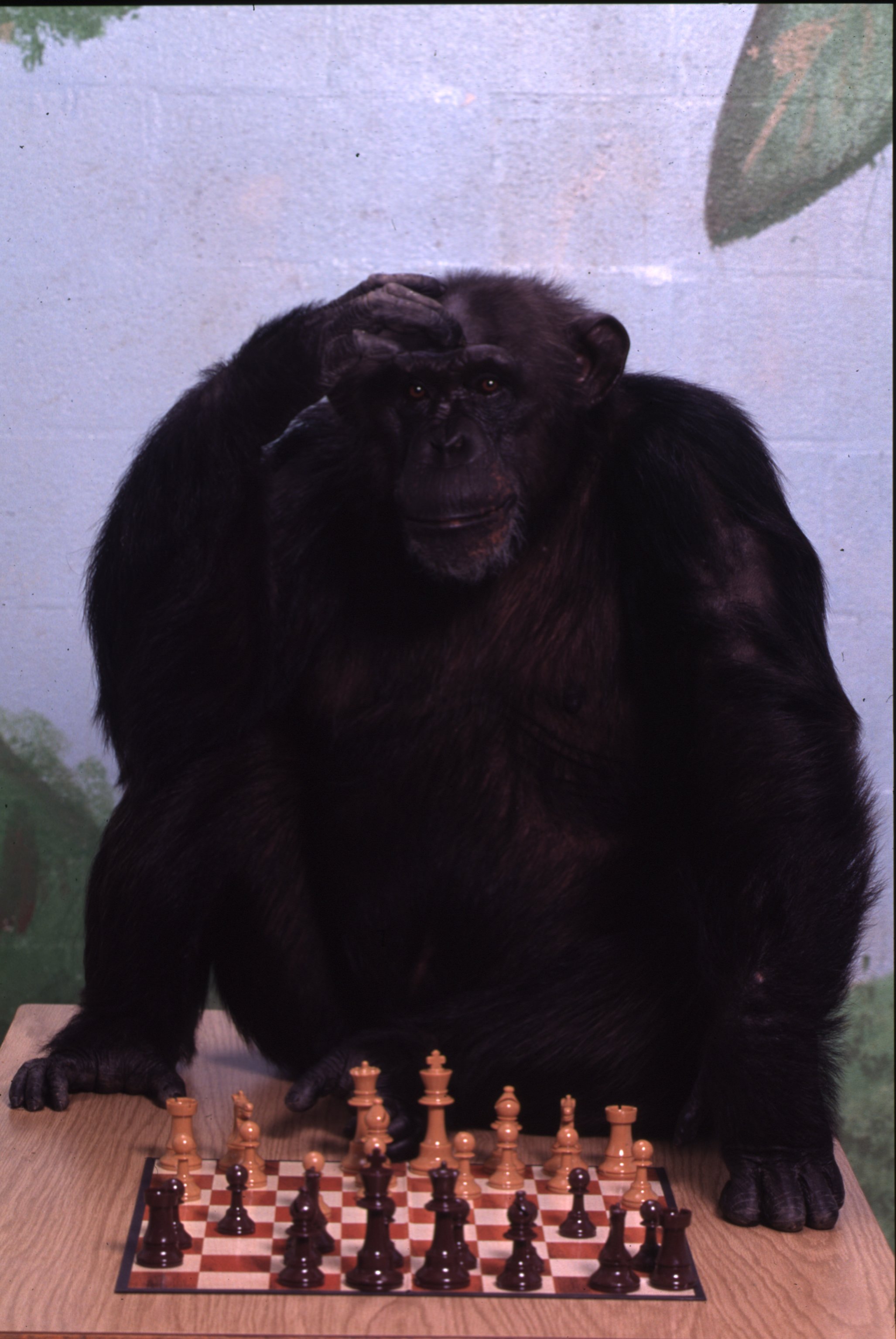 a chimpanzee leaning over a chess board