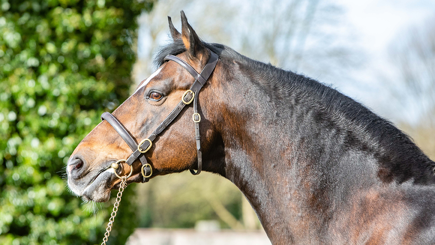 Coolballyshan Stud 05 02 2020