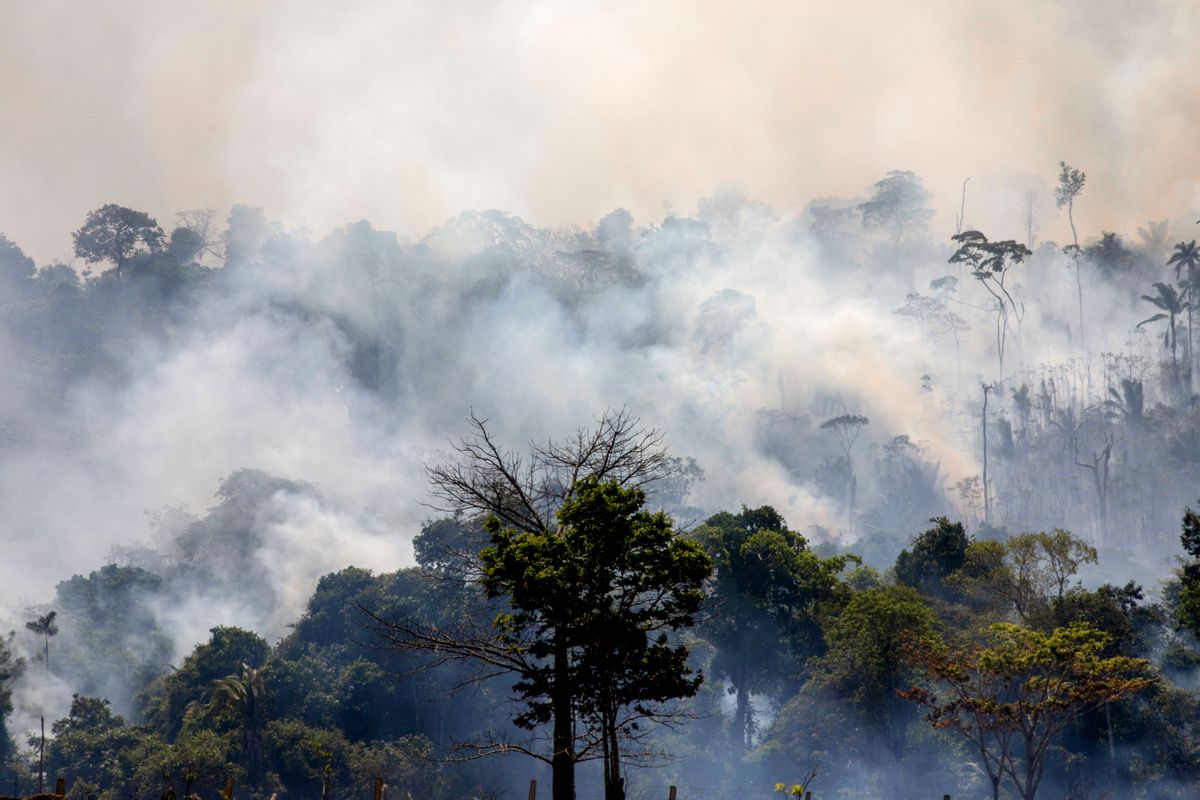 Brazil Has Been Slowing The Destruction Of The  Rainforest