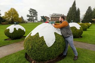 Yews have been turned into Christmas puddings at Berrington Hall