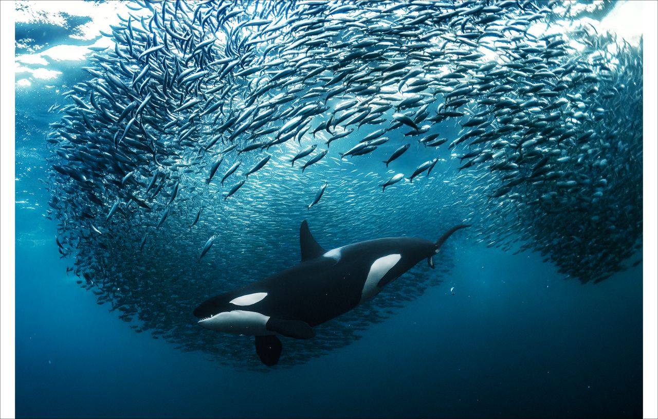 An orca dives underwater splitting a herring ball in two.