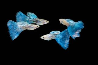 animals, guppies, poecilia reticulate, social bonds, sexual harassment, shoaling behavior, social networks, animal friendships, guppy