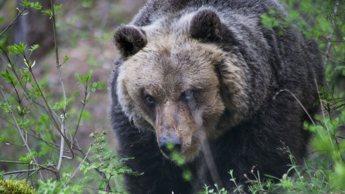 How to survive a bear encounter (and what to do if it all goes wrong), Wildlife