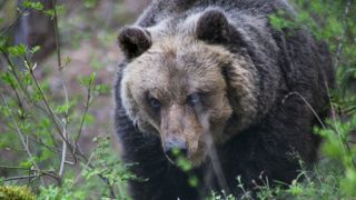 a large brown bear in woodland in Italy 