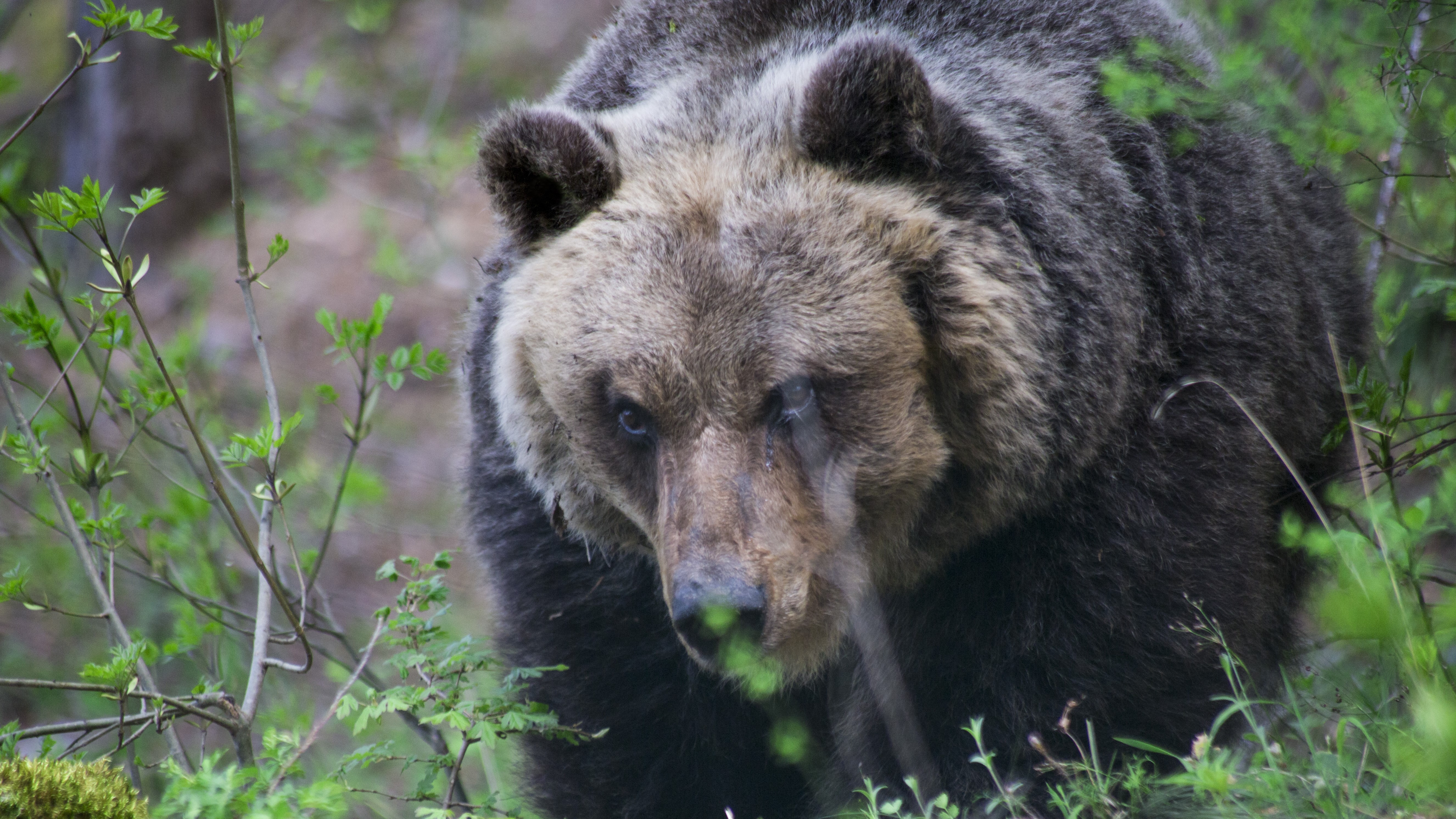 Biggest bear in almost 200 years wanders around German Alps