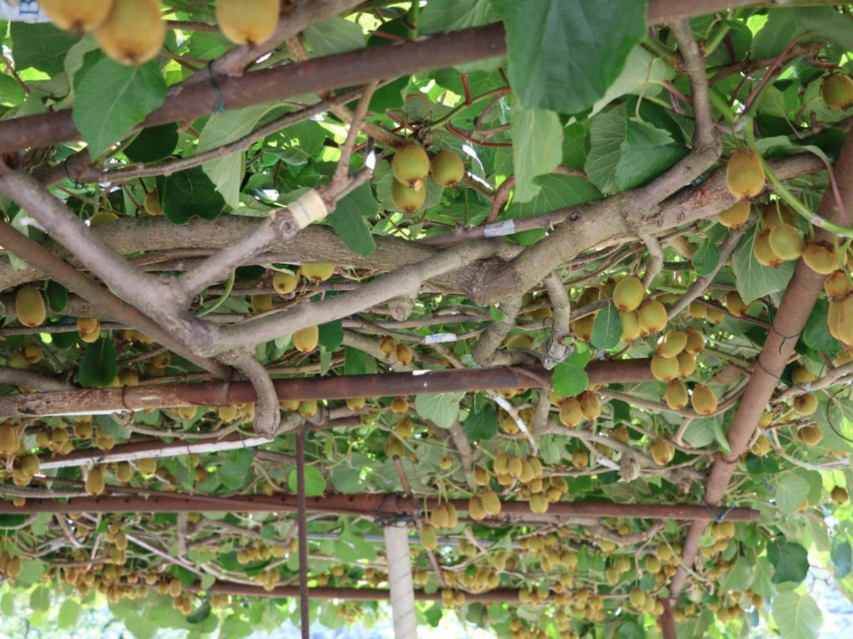 Without pruning, kiwifruit vines become unmanageable and unproductive.