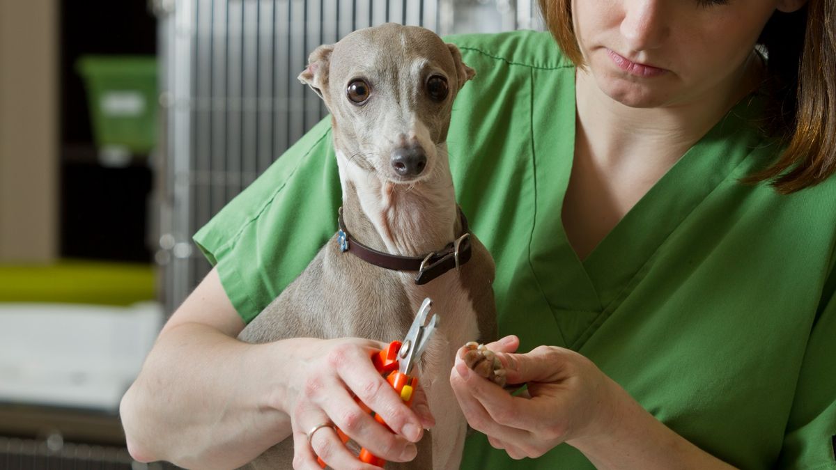 Are dog nail clippers or grinders better? Vet cutting Whippet dogs nails with clippers