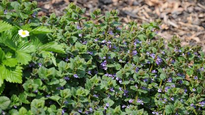 weeds you should remove in fall: Creeping Charlie