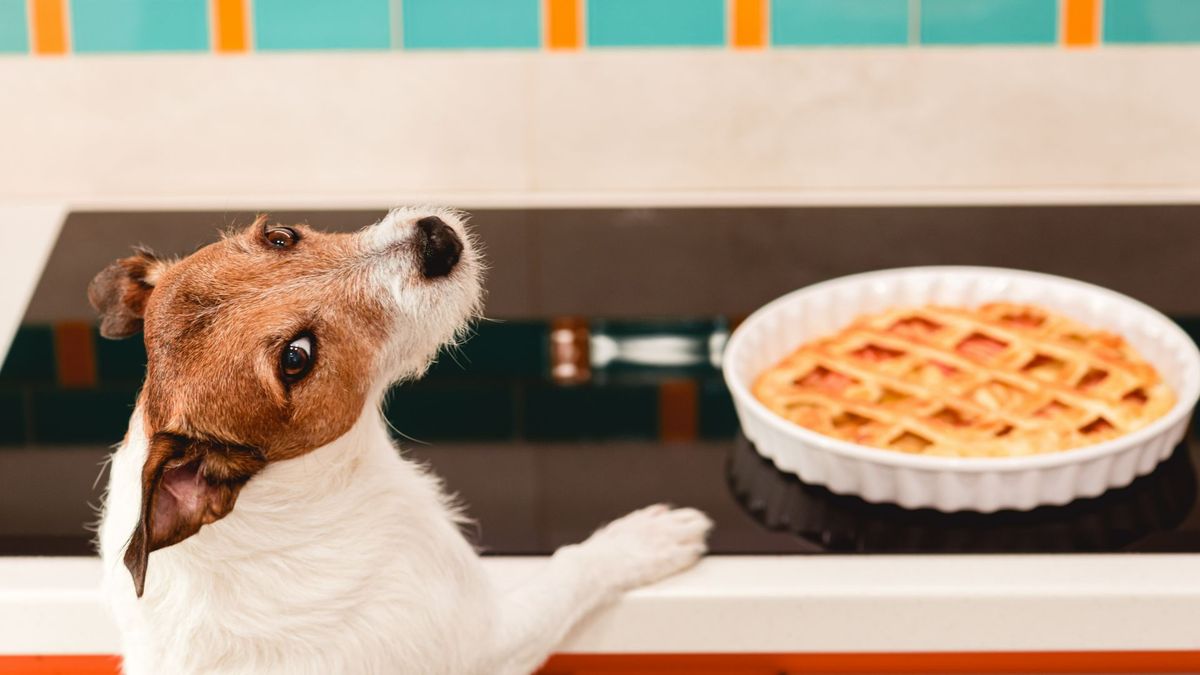 Dog looking at apple pie