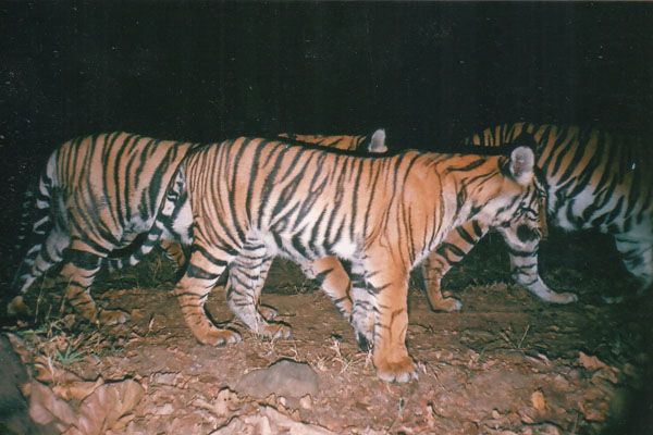 In Images: Tigers Rebound In Asia | Live Science