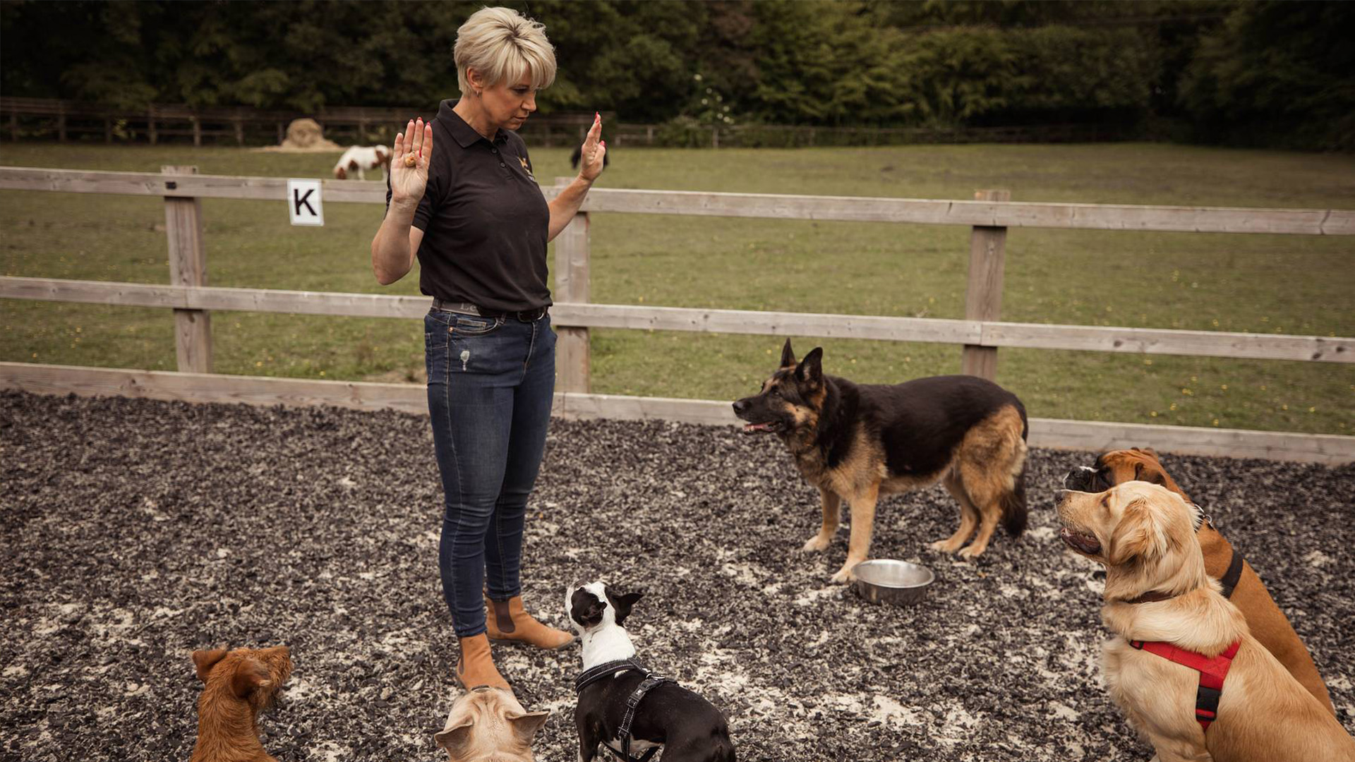 Helen Masters with six dogs of different breeds