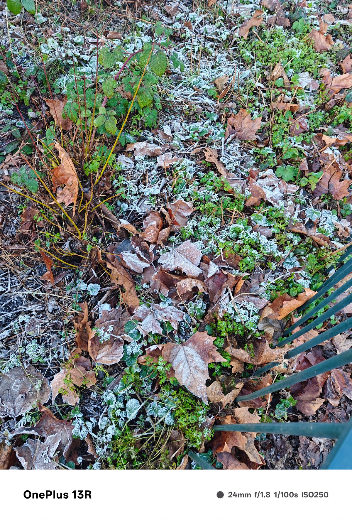 Mix of green and brown leaves on the ground covered in frost