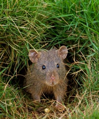 A brown mouse hiding in a hole outside with green and brown grass strands around it