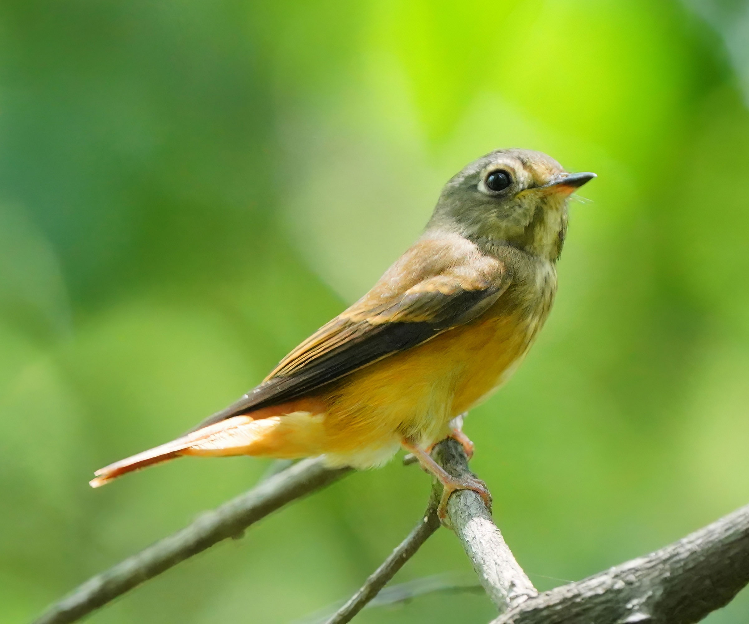 flycatcher bird sitting in garden tree