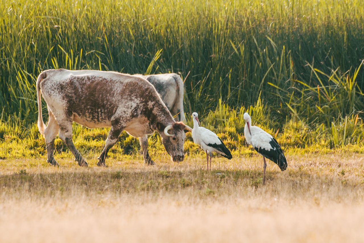 Two cows and two storks