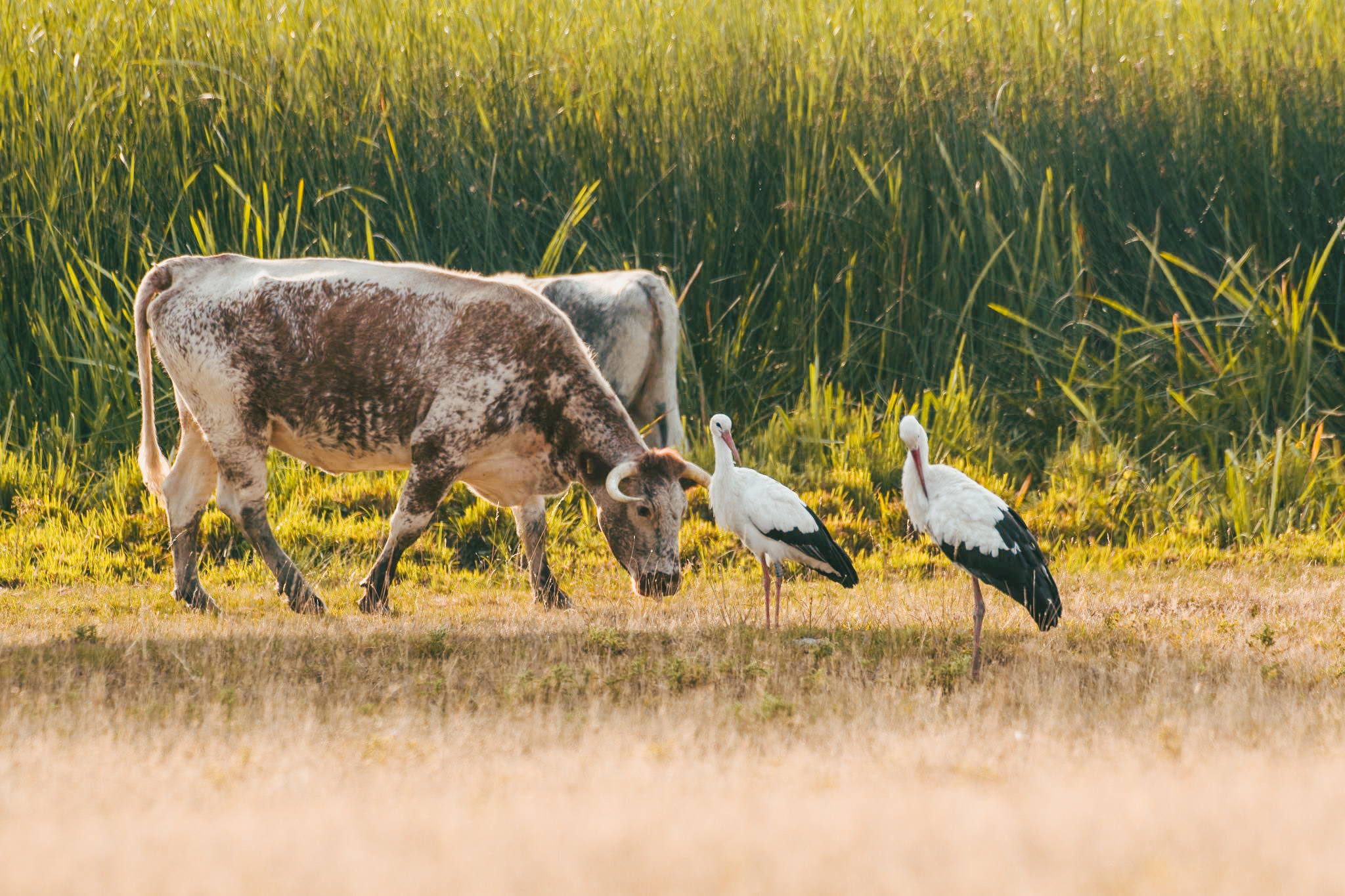 Two cows and two storks