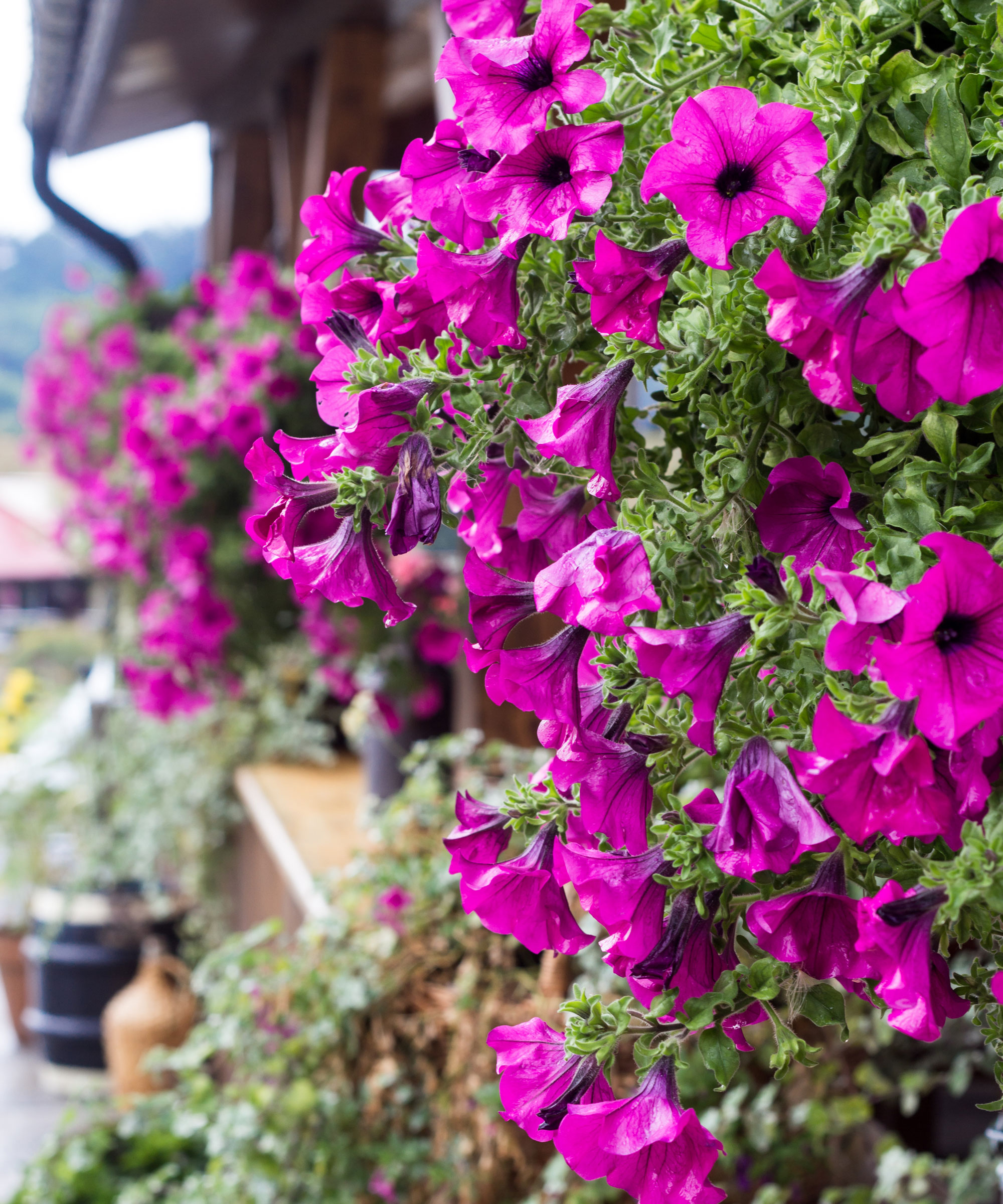 surfinia petunias in hanging basket on balcony