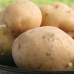 Kennebec Potato Tubers