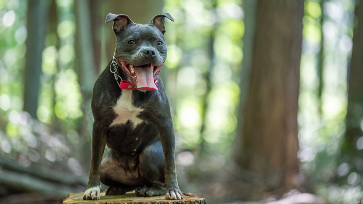 Staffordshire bull terrier in the forest