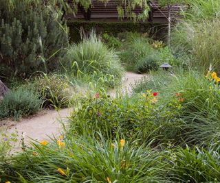Path through California meadow garden with grasses and daylilies