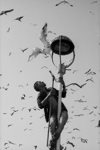 A Bird Flies Backwards, by Cole Flynn Quirke