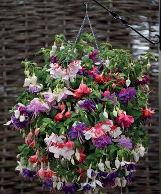 fuchsias in hanging basket from Thompson & Morgan