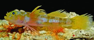 Varicus lacerta, or the Godzilla goby, lives in deep Caribbean reefs and was discovered in 2016 by the Smithsonian Deep Reef Observation Project. The fish got its name because of its rows of sharp, curved teeth.