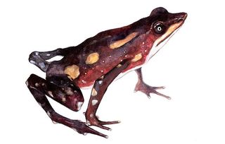 Atelopus longirostris