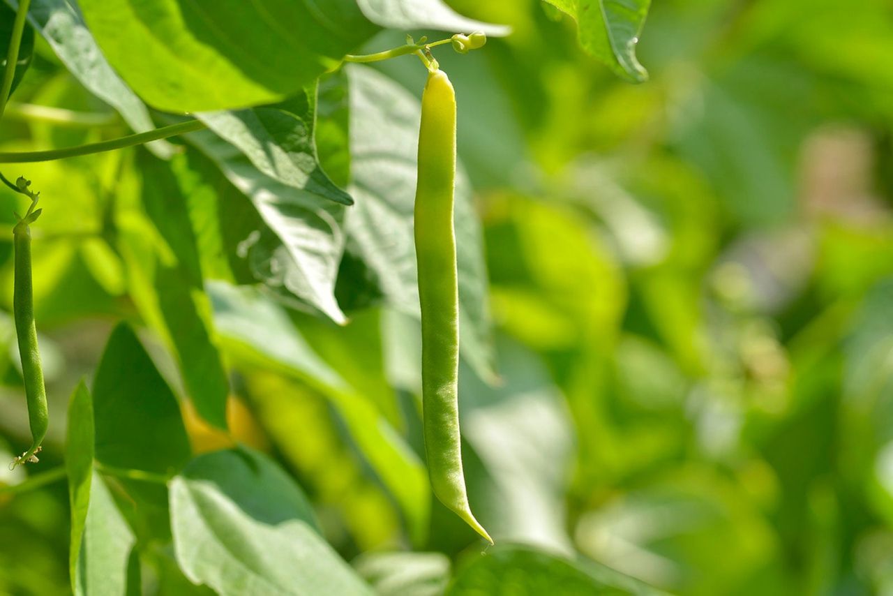 Green Bean Plant