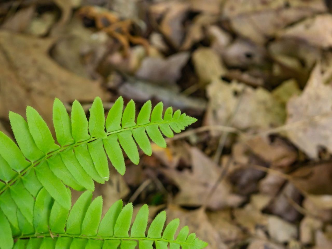 Christmas Fern Plant