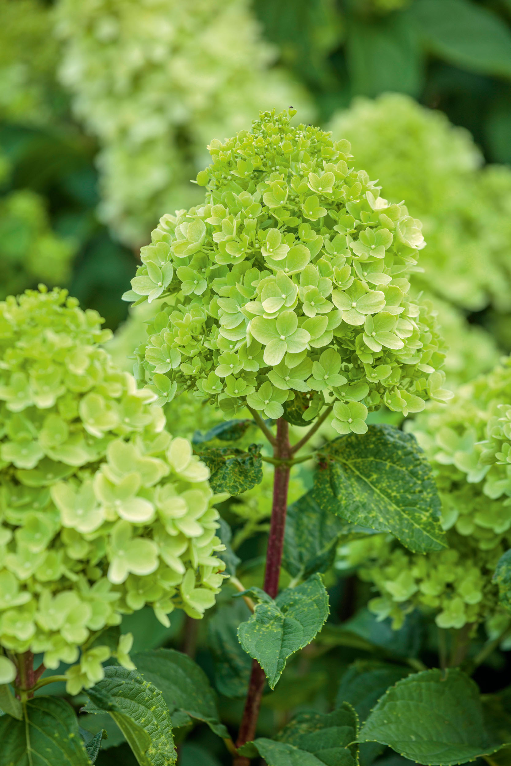 Hydrangeas at RHS Bridgewater