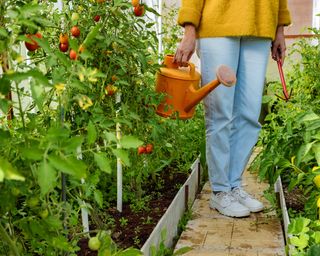 watering tomatoes in greenhouse