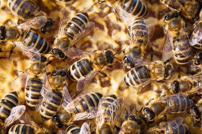 Bees can actually become addicted to pesticides