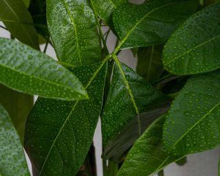 close-up of healthy money tree leaves with water droplets
