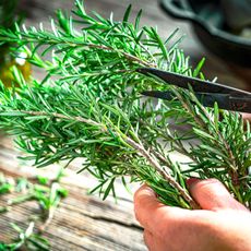 taking rosemary cuttings with garden scissors