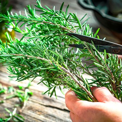taking rosemary cuttings with garden scissors