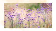picture of purple verbena in garden